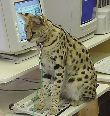 The serval cat is sitting on the keyboard